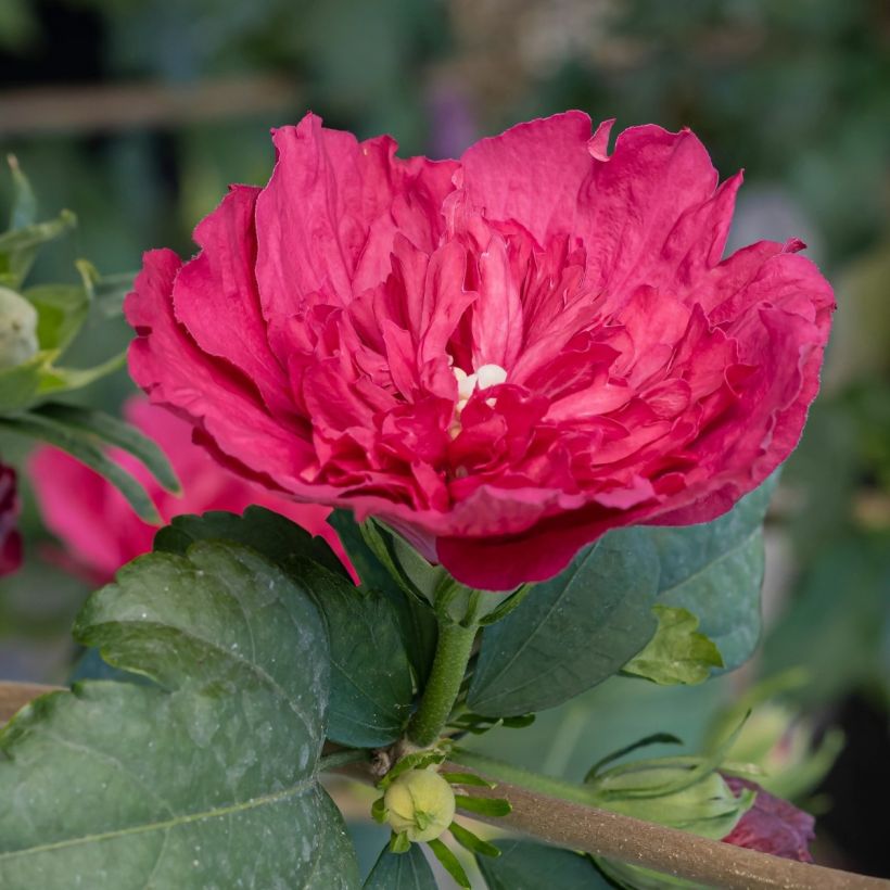 Hibiscus syriacus Ruby Chiffon - Althéa double rouge (Feuillage)