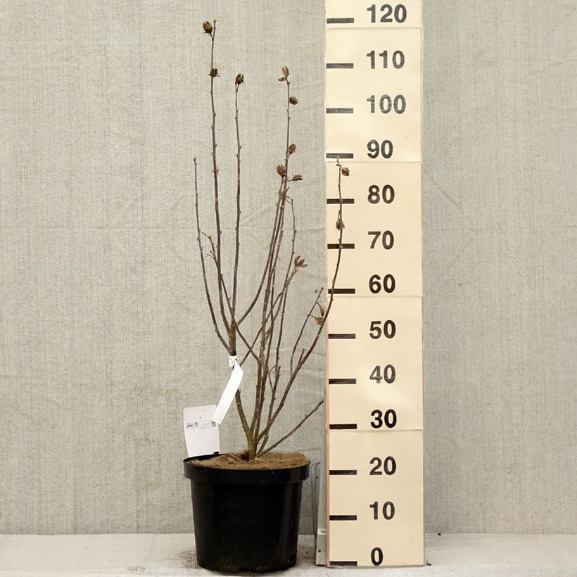 Example of Hibiscus syriacus Shintaeyang - Althéa blanc à coeur rouge cerise Pot de 7,5L/10L as you get in printemps