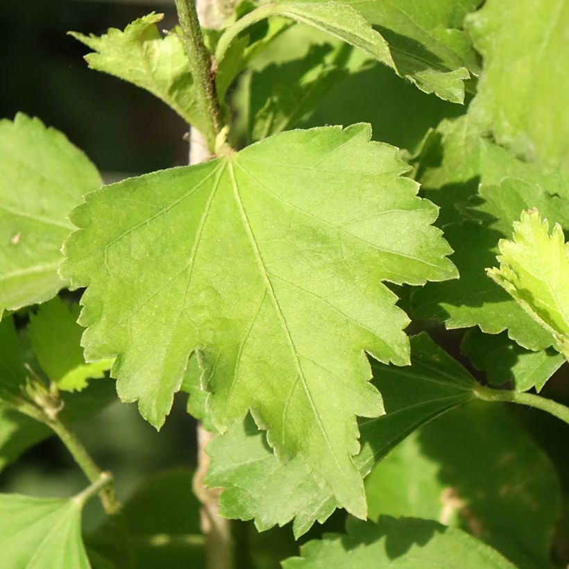 Hibiscus syriacus Shintaeyang - Althéa blanc à coeur rouge cerise (Foliage)