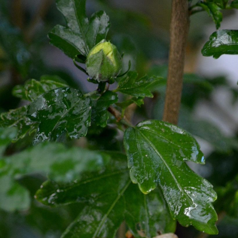 Hibiscus syriacus Speciosus - Althéa (Foliage)