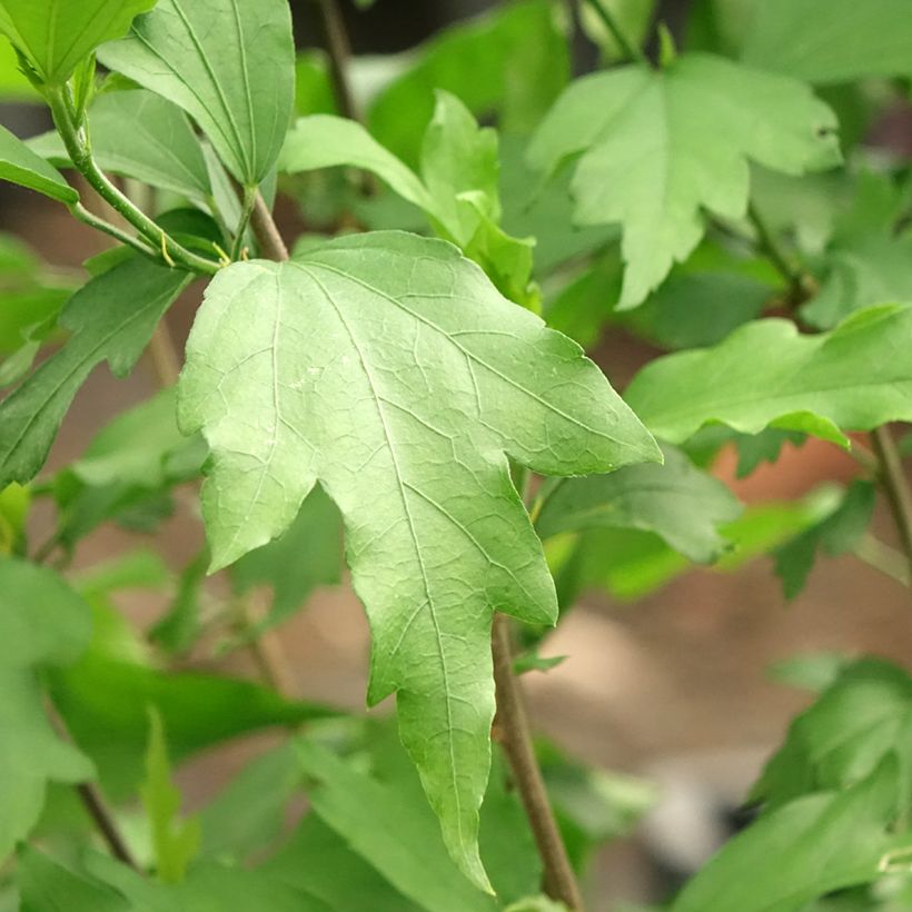 Hibiscus syriacus Three Sisters - Althéa  (Foliage)