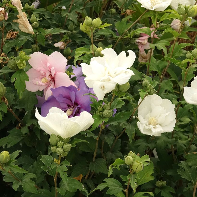 Hibiscus syriacus Three Sisters - Althéa  (Floraison)