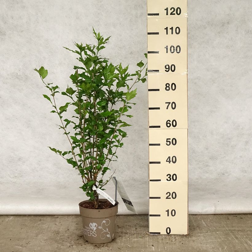 Example of Hibiscus syriacus Three Sisters - Althéa  Pot de 6L/7L as you get in printemps