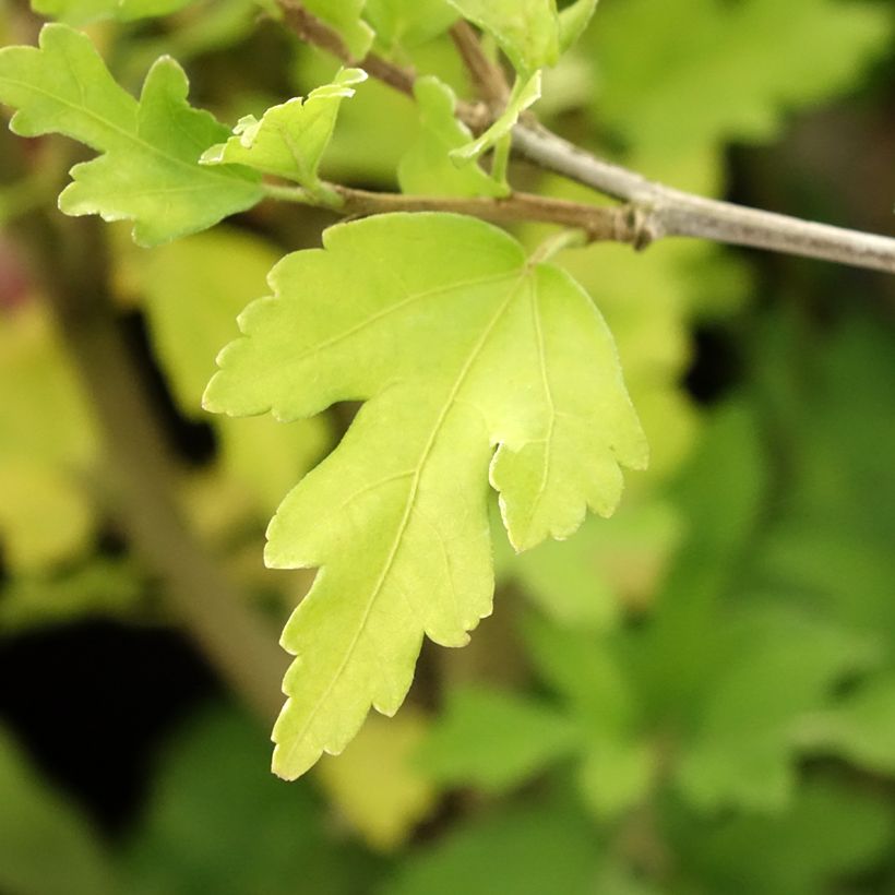 Hibiscus syriacus Totus Albus - Althéa blanc pur. (Foliage)