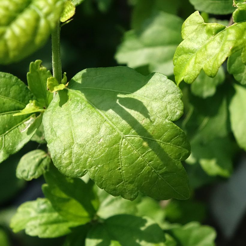 Hibiscus syriacus Ultramarine - Althéa bleu (Foliage)