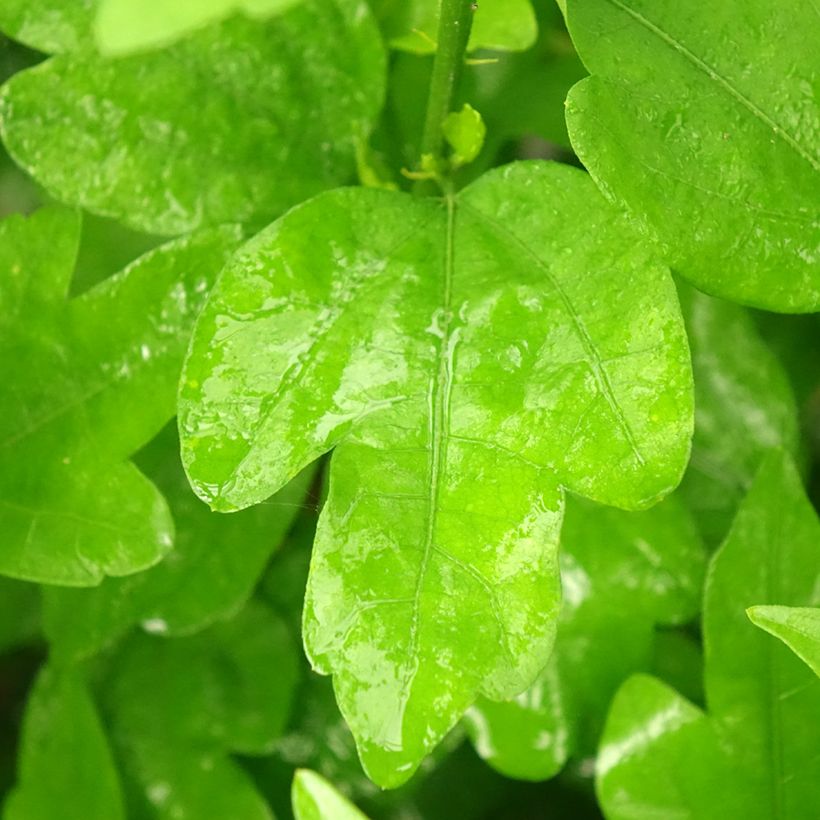 Hibiscus syriacus Woodbridge  (Foliage)