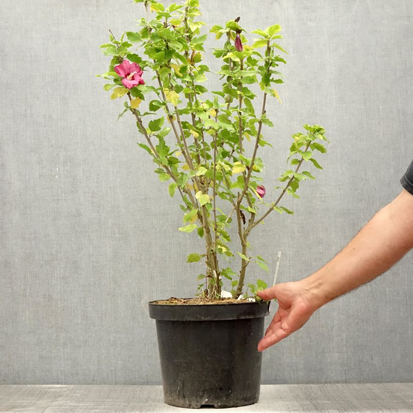 Spécimen de Hibiscus syriacus Woodbridge  Pot de 6L/7L tel que livré en été