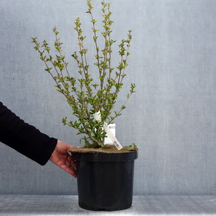 Example of Hibiscus syriacus Woodbridge  Pot de 6L/7L as you get in printemps