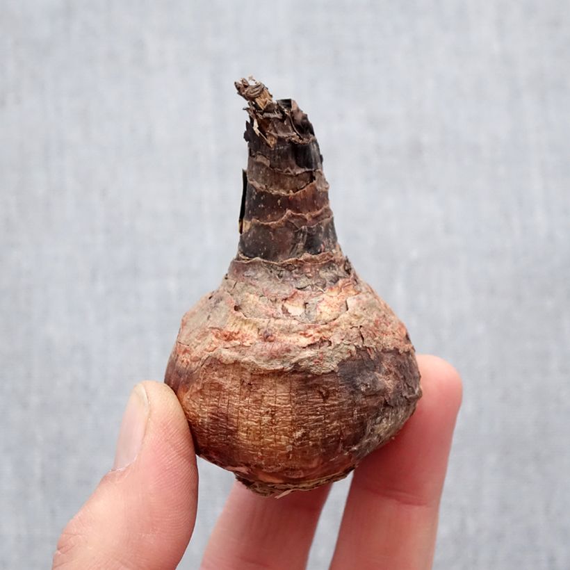 Spécimen de Hippeastrelia Durga Pradhan - Amaryllis orchidée Bulbe calibre 12+ tel que livré au printemps