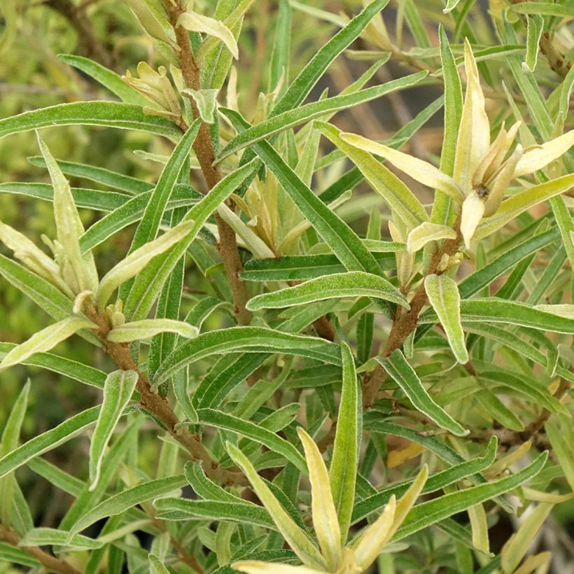 Hippophae rhamnoides Botanica - Argousier femelle (Foliage)