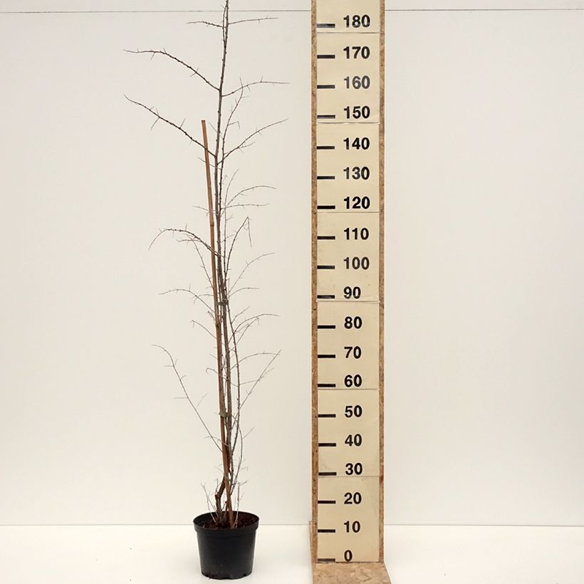 Example of Hippophae rhamnoides Frugana - Argousier femelle Pot de 4L/5L, Touffe as you get in hiver