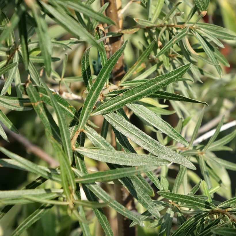 Hippophae rhamnoides Frugana - Argousier femelle (Foliage)