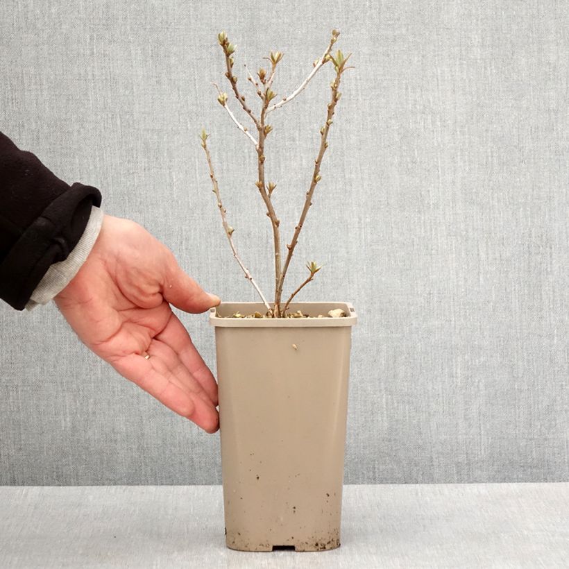 Example of Hippophae rhamnoides Garden's Gift - Argousier femelle Pot de 1,5L/2L, Touffe as you get in printemps