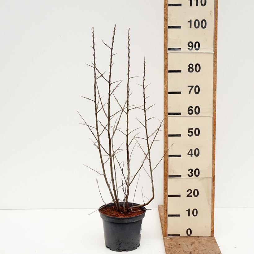 Example of Hippophae rhamnoides Sirola - Argousier femelle Pot de 4L/5L, Touffe as you get in hiver