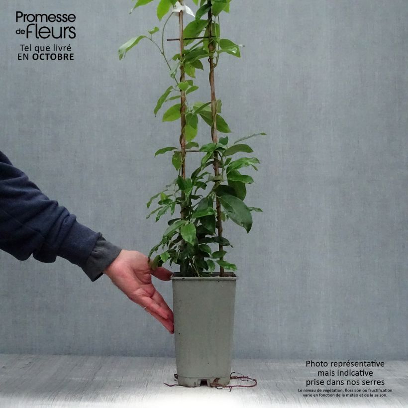 Spécimen de Holboellia coriacea - Vigne bleue de Chine Pot de 2L/3L tel que livré en automne