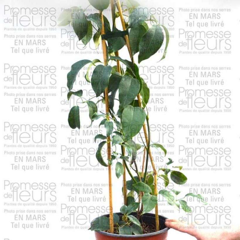 Exemple de spécimen de Holboellia latifolia Pot de 1,5L/2L tel que livré