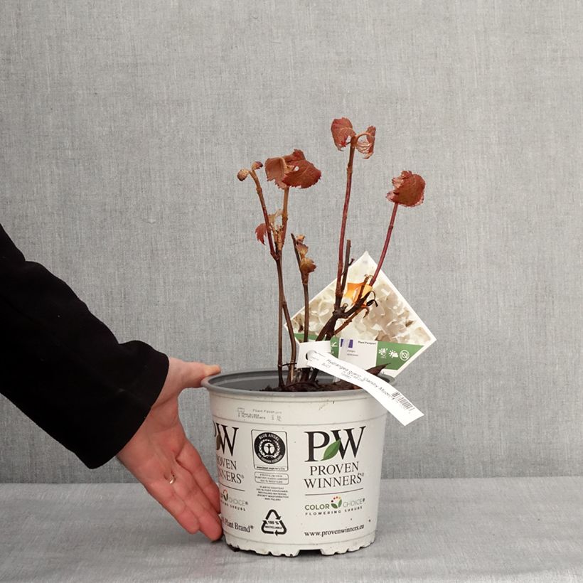 Example of Hydrangea quercifolia Gatsby Moon - Hortensia à feuilles de chêne Pot de 2L/3L as you get in hiver