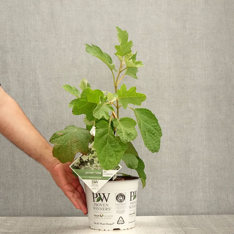 Example of Hortensia à feuilles de chêne - Hydrangea quercifolia Gatsby Star as you get in ete