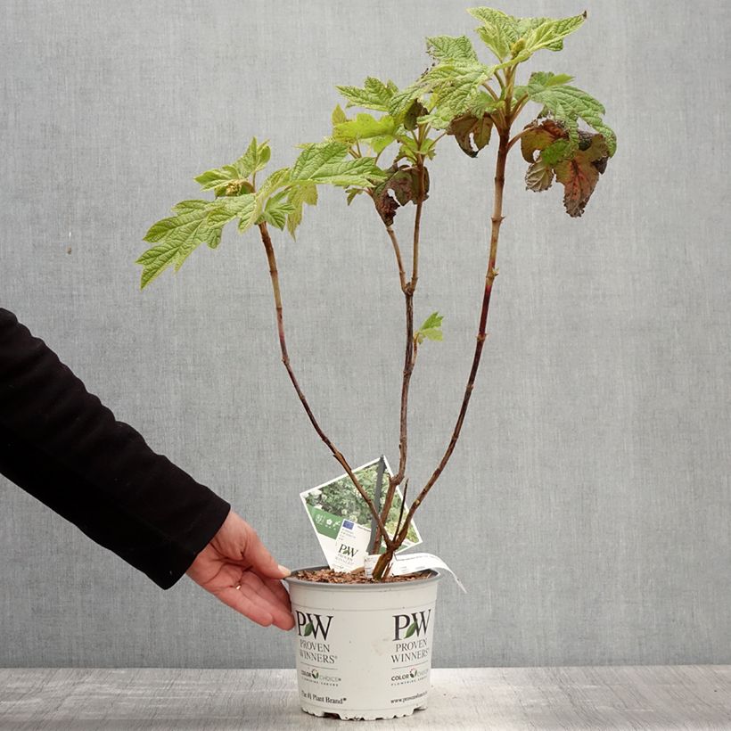 Example of Hortensia à feuilles de chêne - Hydrangea quercifolia Gatsby Star as you get in printemps