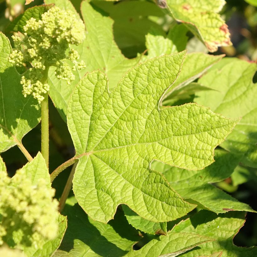 Dahlia décoratif à petites fleurs Hapet Pastel (Foliage)