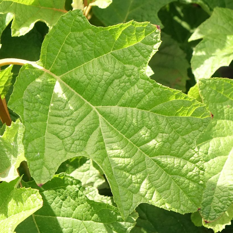 Hydrangea quercifolia Gatsby Star - Hortensia à feuilles de chêne (Foliage)