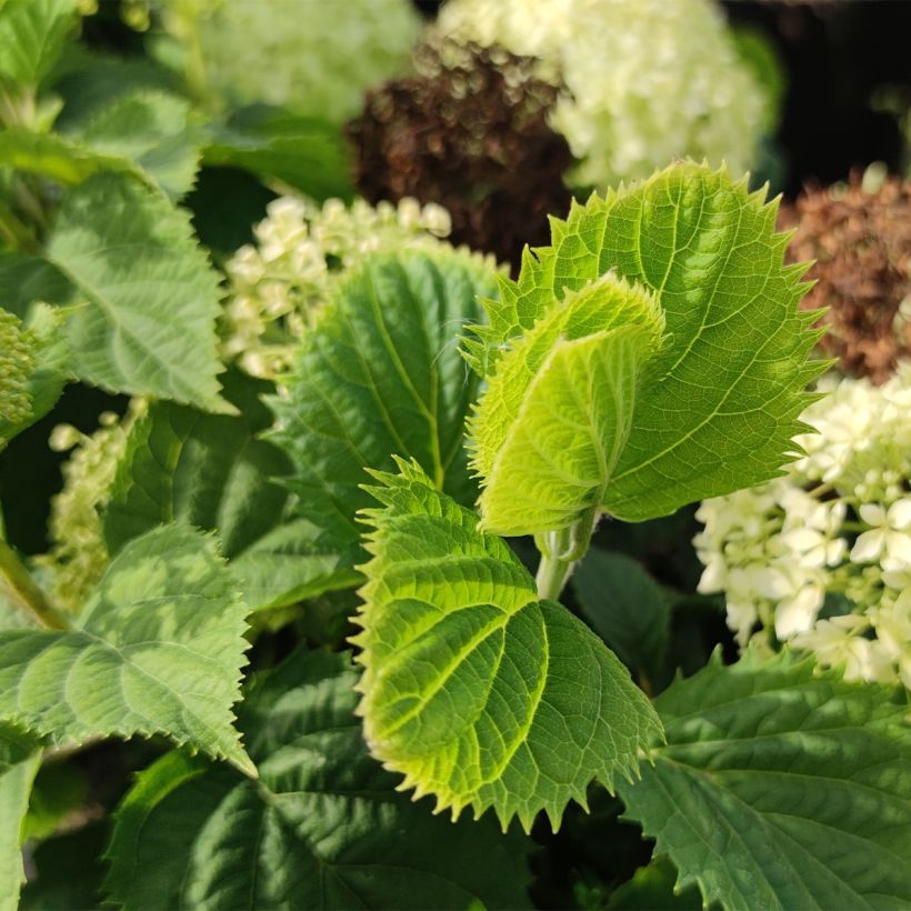 Hortensia arborescens BellaRagazza Limetta (Foliage)