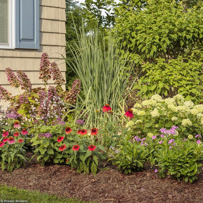 Hortensia arborescens BellaRagazza Limetta (Plant habit)