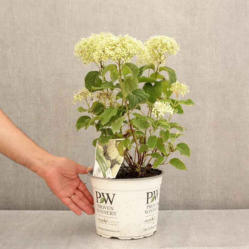 Spécimen de Hortensia arborescens BellaRagazza Limetta Pot de 4L/5L tel que livré en été