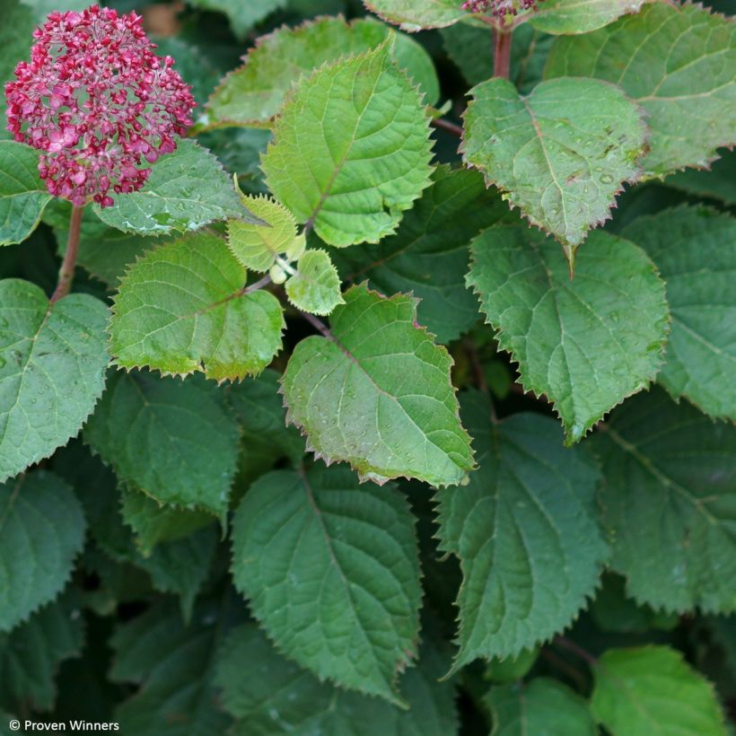 Hortensia arborescens BellaRagazza Mauvette (Foliage)