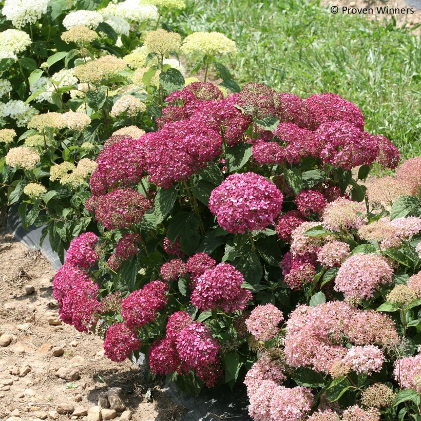 Hortensia arborescens BellaRagazza Mauvette (Plant habit)