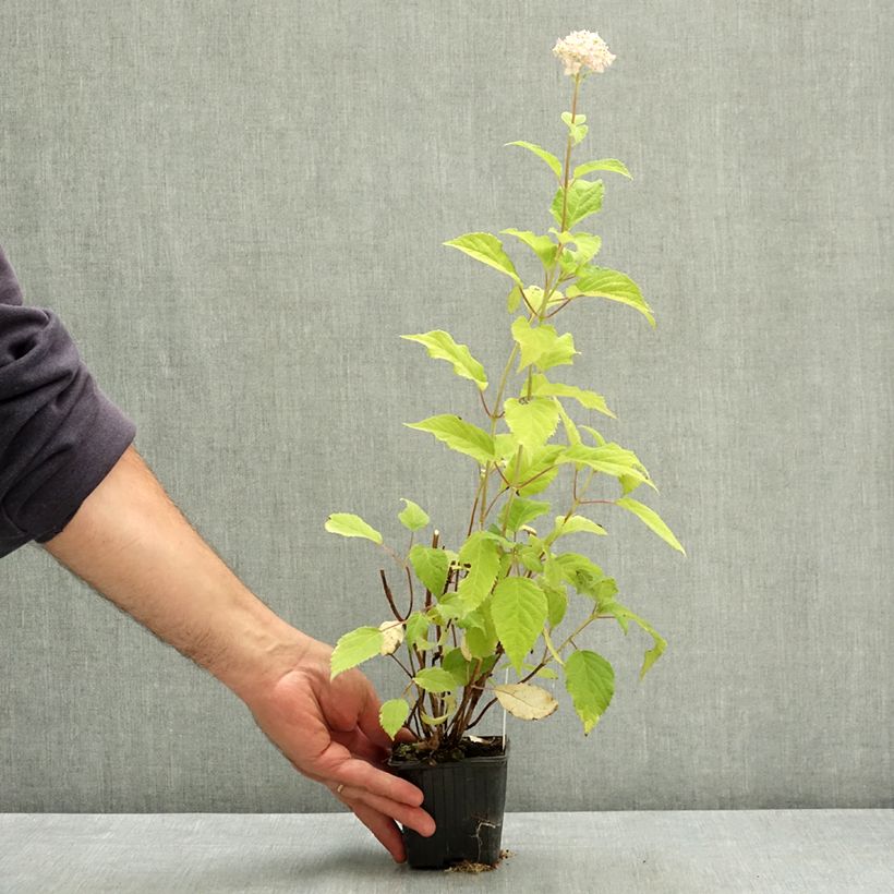 Spécimen de Hortensia arborescens Candybelle Marshmallow Godet de 8/9 cm tel que livré en été