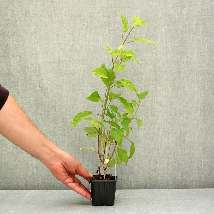 Spécimen de Hortensia arborescens Candybelle Marshmallow Godet de 8/9 cm tel que livré au printemps