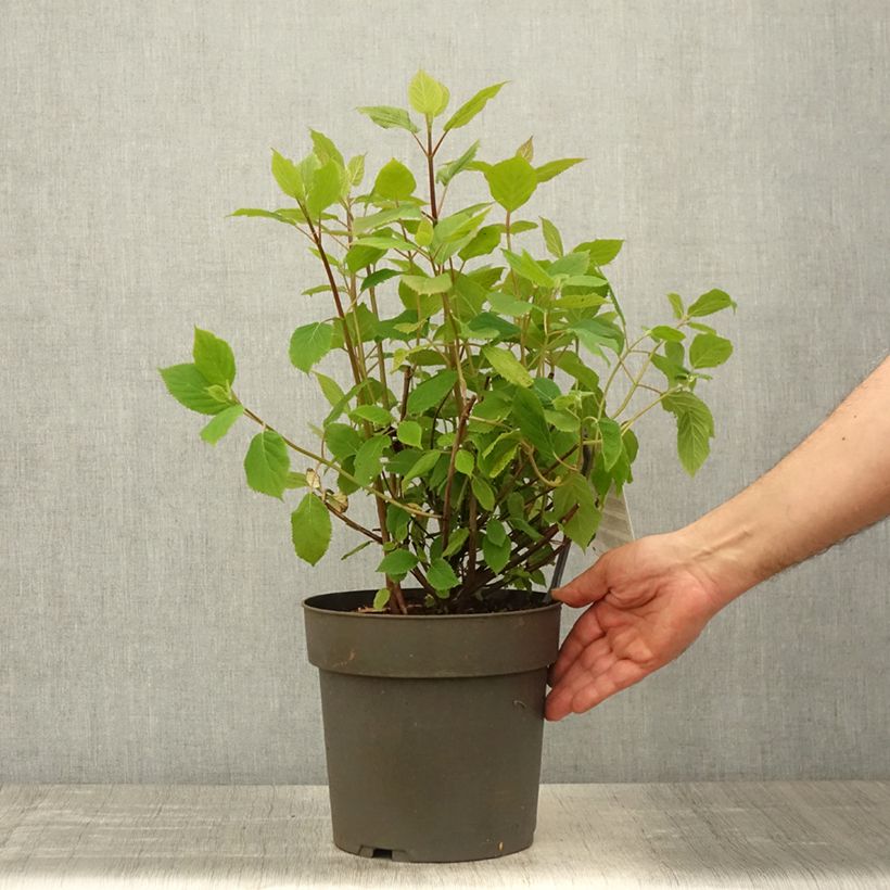 Spécimen de Hortensia arborescens Candybelle Sorbet Pot de 4L/5L tel que livré au printemps