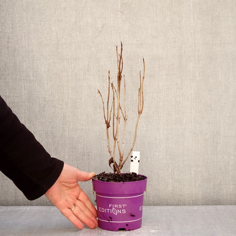 Example of Hortensia arborescens FlowerWOW Pot de 1L/1,5L as you get in hiver