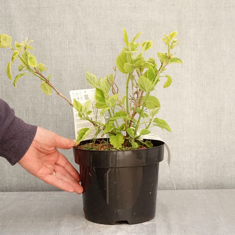 Spécimen de Hortensia arborescens Golden Annabelle Pot de 3L/4L tel que livré au printemps