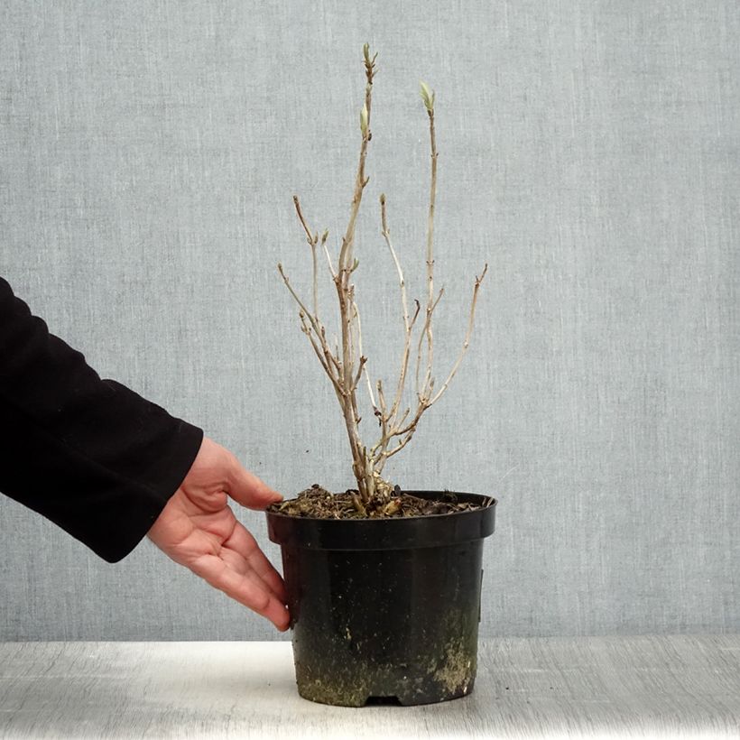 Example of Hortensia arborescens Hills Of Snow Pot de 2L/3L as you get in printemps