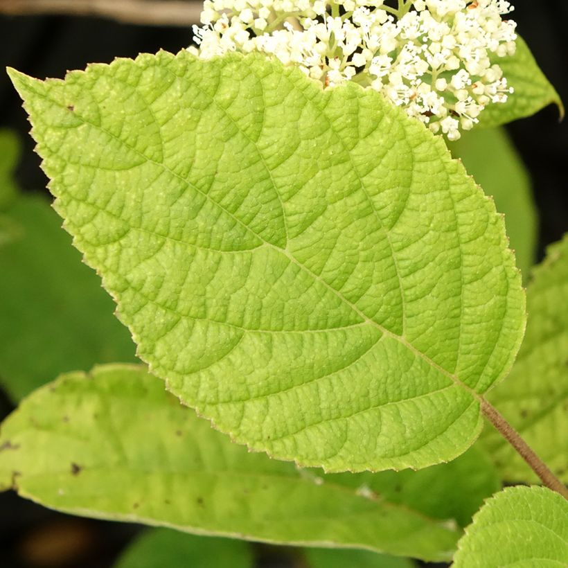 Hortensia arborescens Hills Of Snow (Foliage)