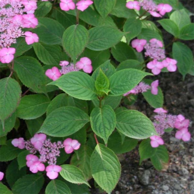 Hortensia - Hydrangea serrata Avelroz (Foliage)