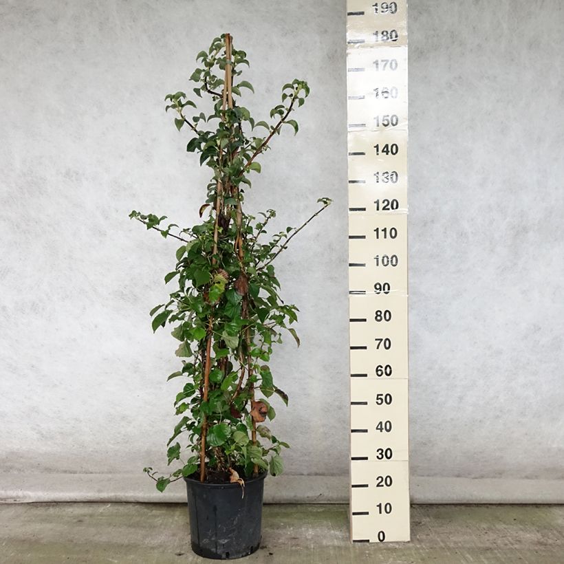 Spécimen de Hortensia grimpant - Hydrangea petiolaris Pot de 4L/5L tel que livré en été
