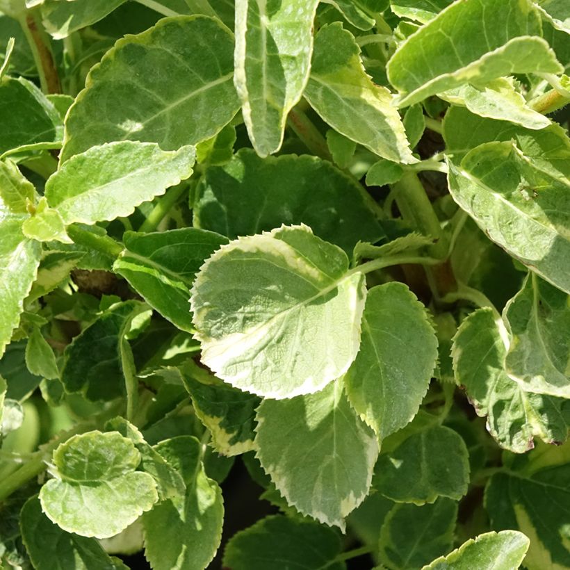 Hortensia grimpant - Hydrangea petiolaris Miranda (Foliage)