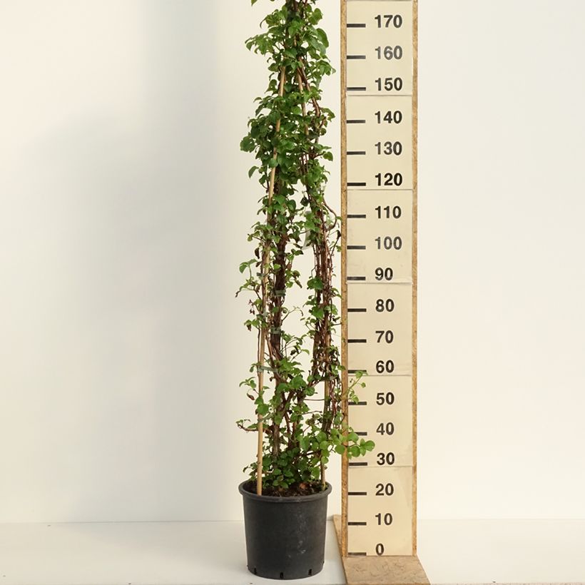 Spécimen de Hortensia grimpant - Hydrangea petiolaris Pot de 12L/15L tel que livré au printemps