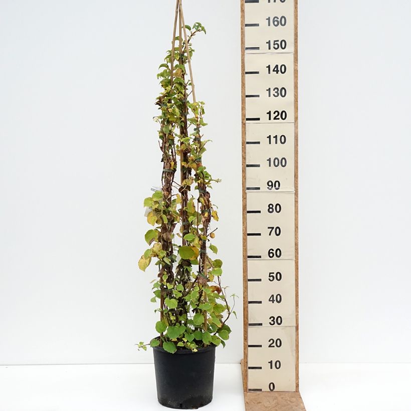 Spécimen de Hortensia grimpant - Hydrangea petiolaris Pot de 12L/15L tel que livré en automne