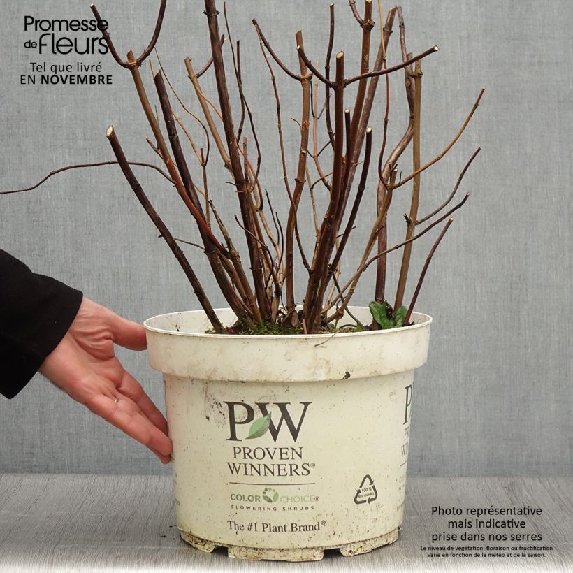 Spécimen de Hortensia arborescens Lime Rickey Pot de 7,5L/10L tel que livré en automne