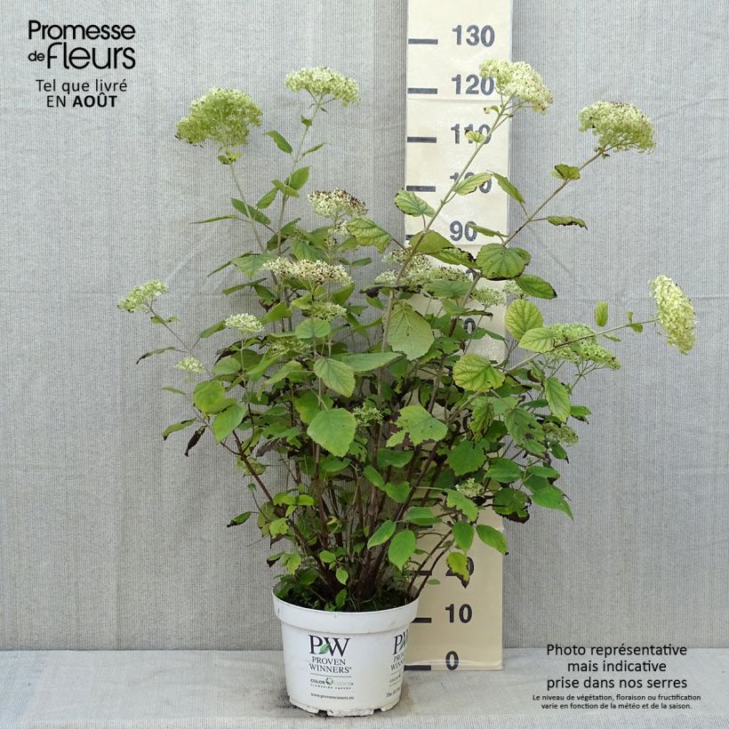 Spécimen de Hortensia arborescens Lime Rickey Pot de 7,5L/10L tel que livré en été