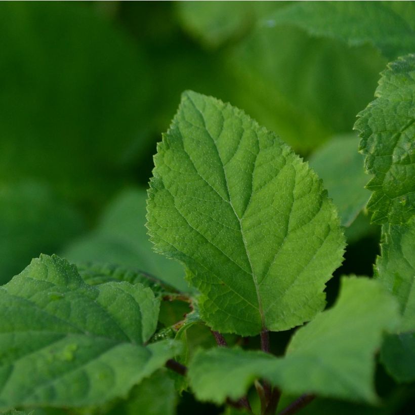 Hortensia arborescens Annabelle (Foliage)