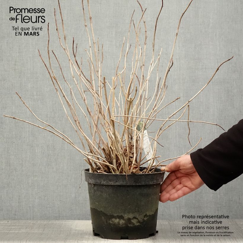 Example of Hortensia arborescens Emerald lace  Pot de 4L/5L as you get in printemps