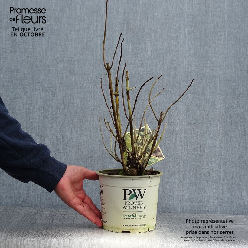 Spécimen de Hortensia arborescens Lime Rickey Pot de 2L/3L tel que livré en automne