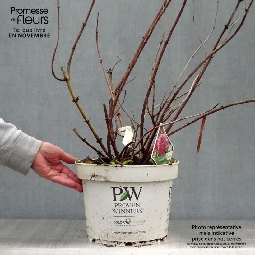 Spécimen de Hortensia arborescens Pink Annabelle ou Invincibelle Pot de 7,5L/10L, Buisson, 3 /5 branches tel que livré en automne
