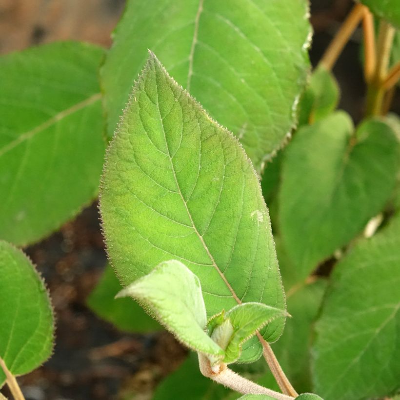 Hortensia - Hydrangea aspera Bellevue (Foliage)