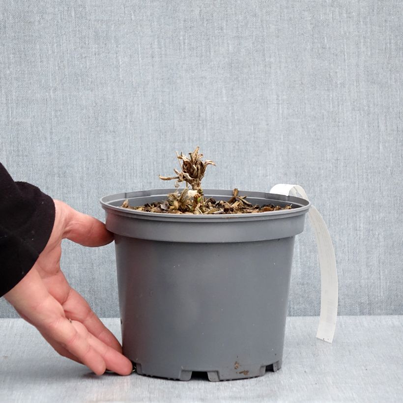 Example of Hortensia - Hydrangea aspera Sargentiana Pot de 3L/4L as you get in printemps